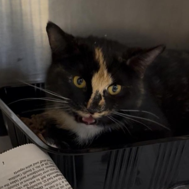 Enlarge Patience, a Adoptable mixed breed in North Kingstown, RI image 5/6