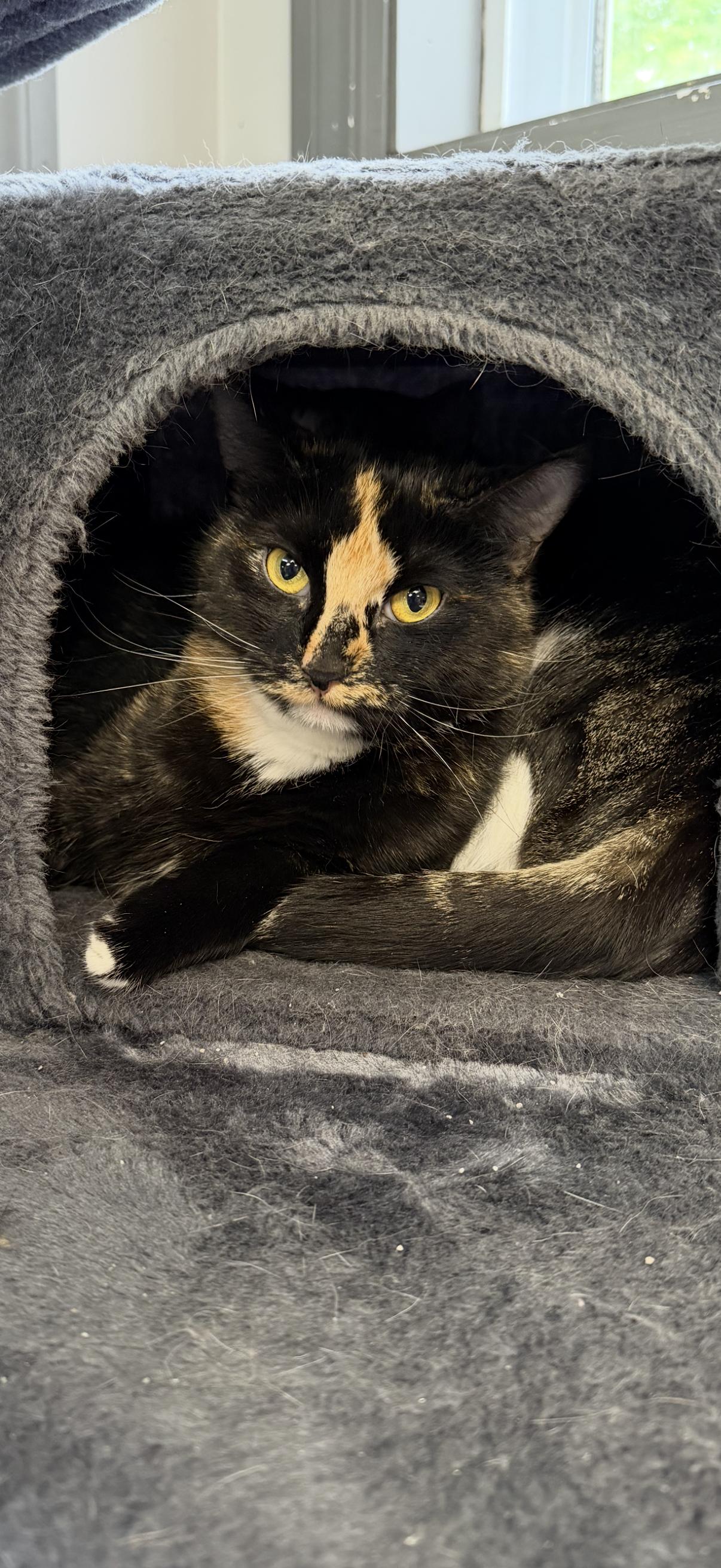 Enlarge Patience, a Adoptable mixed breed in North Kingstown, RI image 6/6