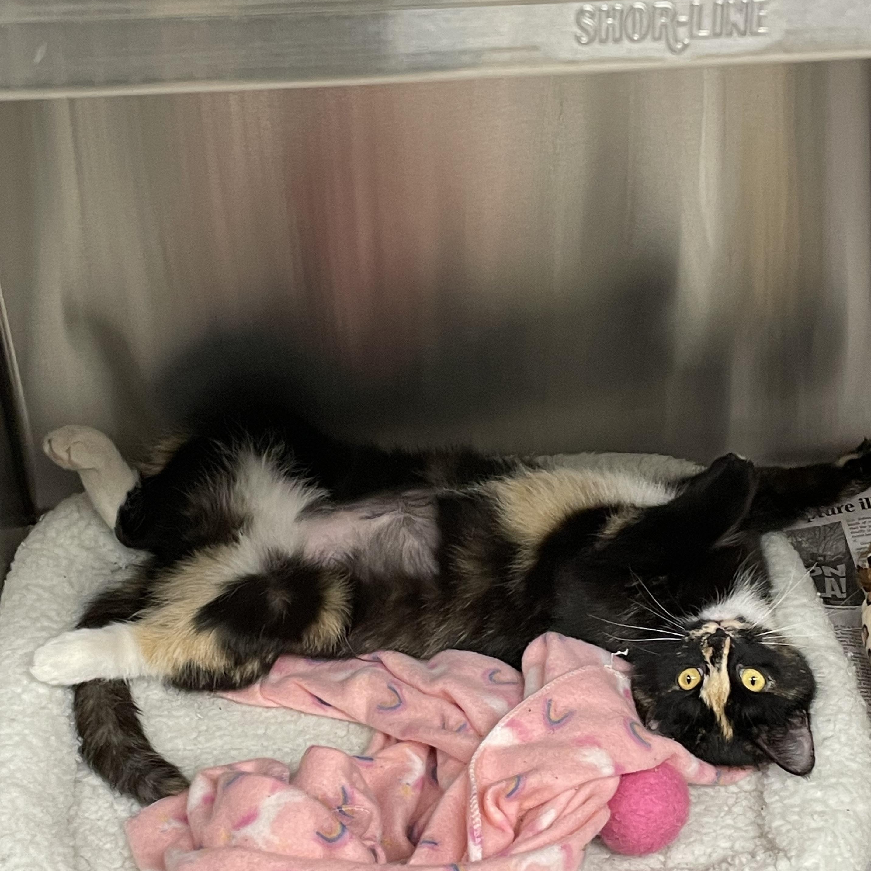 Enlarge Patience, a Adoptable mixed breed in North Kingstown, RI image 3/5