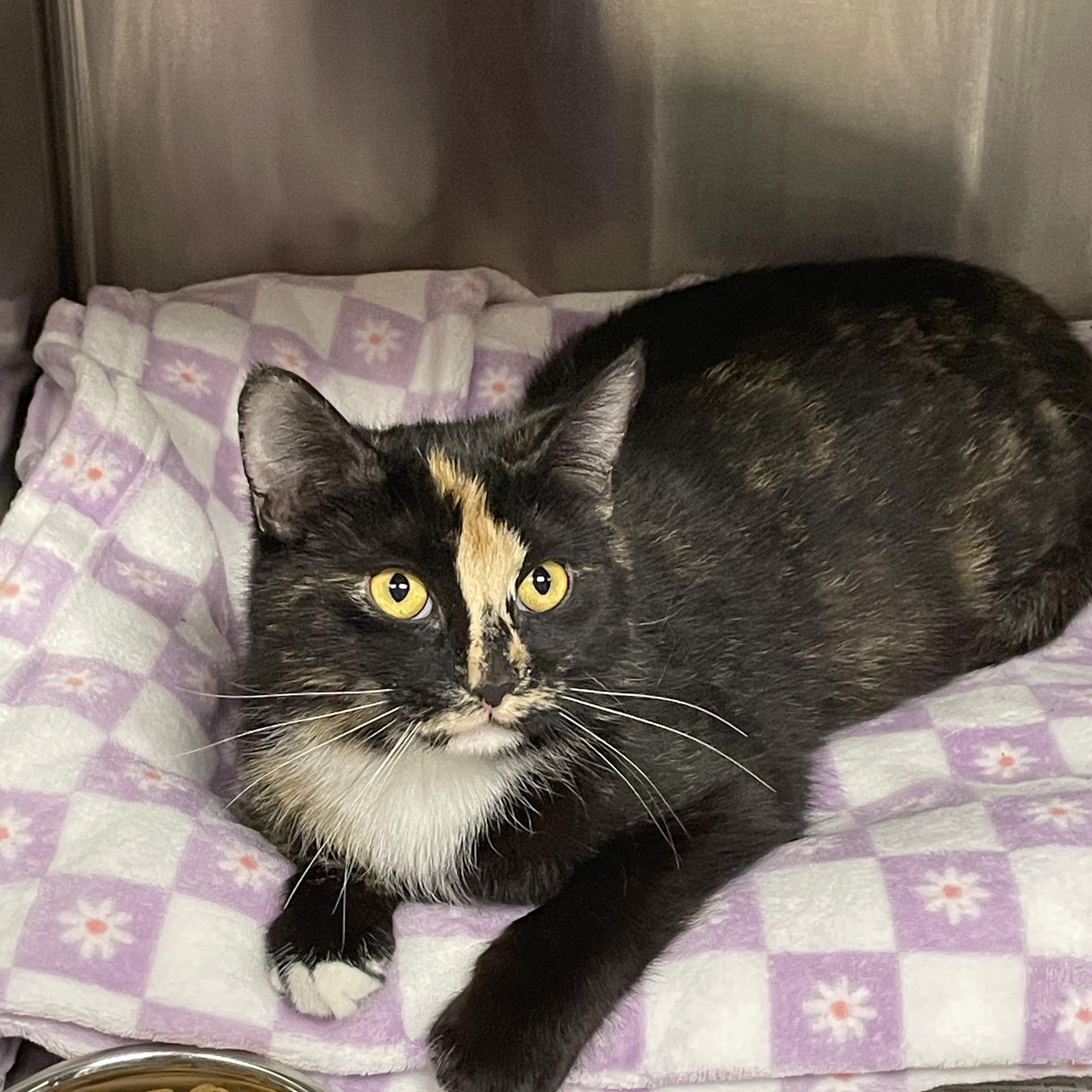 Enlarge Patience, a Adoptable mixed breed in North Kingstown, RI image 1/5