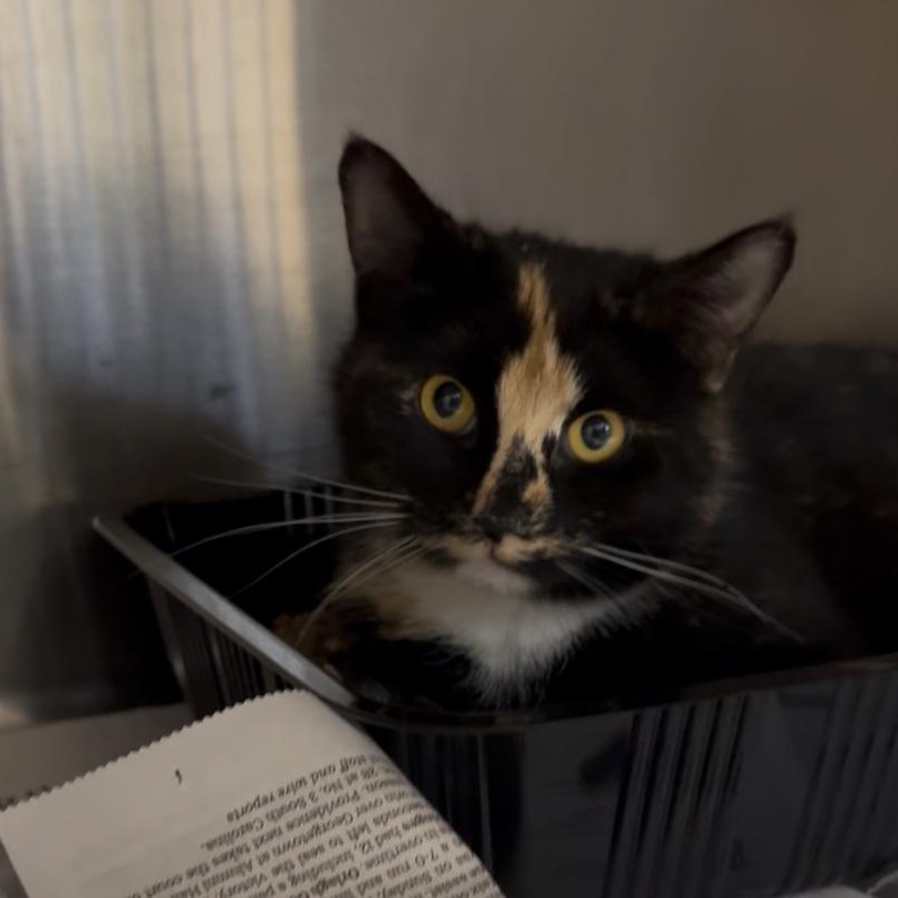 Enlarge Patience, a Adoptable mixed breed in North Kingstown, RI image 3/6