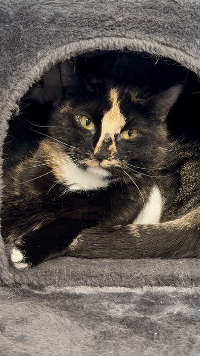 Enlarge Patience, a Adoptable mixed breed in North Kingstown, RI video 3/6