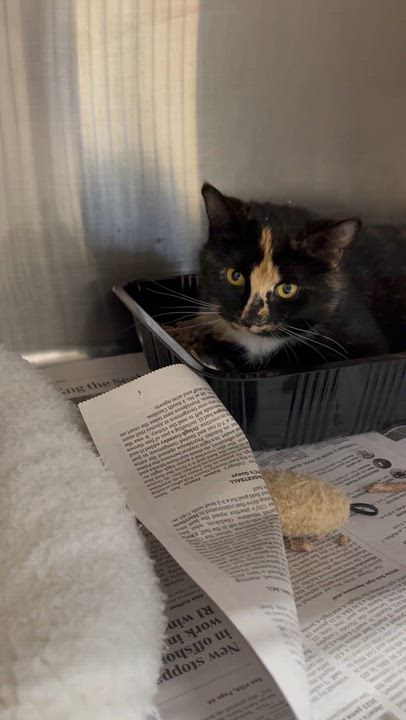 Enlarge Patience, a Adoptable mixed breed in North Kingstown, RI video 4/6