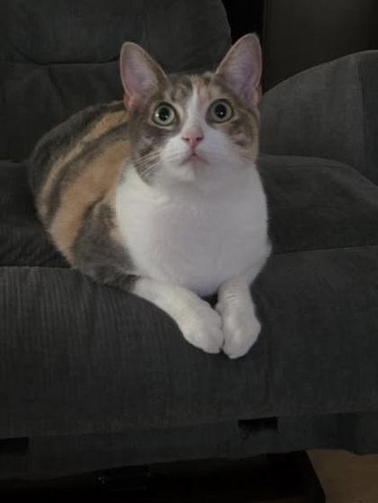 Misa, Adoptable, Adult Female Domestic Short Hair & Domestic Short Hair.