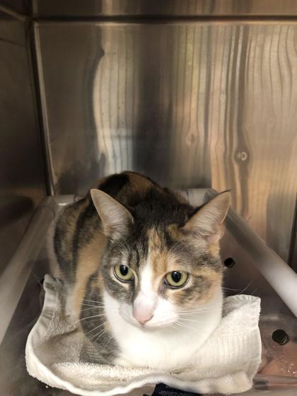 Enlarge Misa, a Adoptable mixed breed in Hillsboro, OR image 2/2