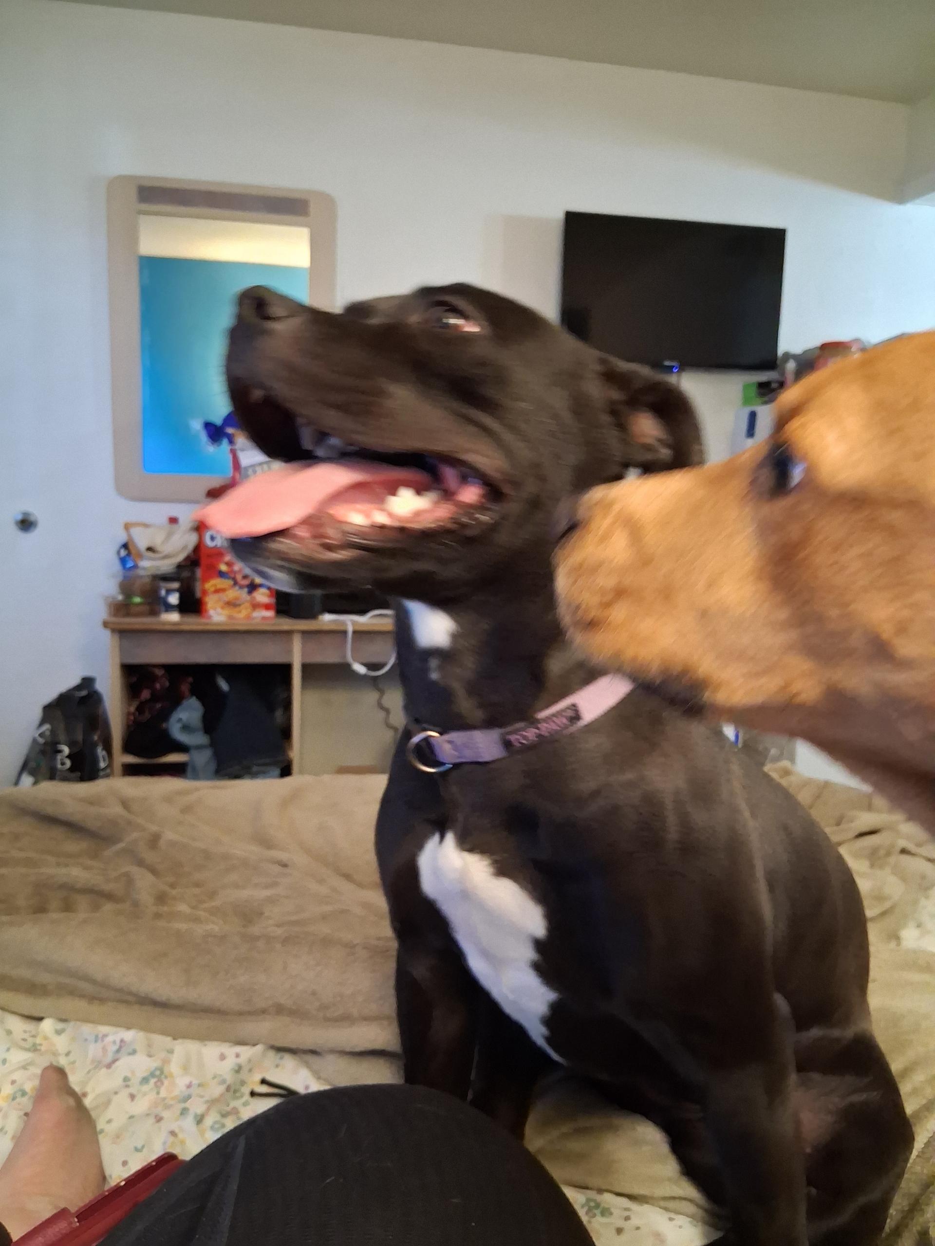 Enlarge Leia, a ADOPTABLE mixed breed in Pocatello, ID image 2/4