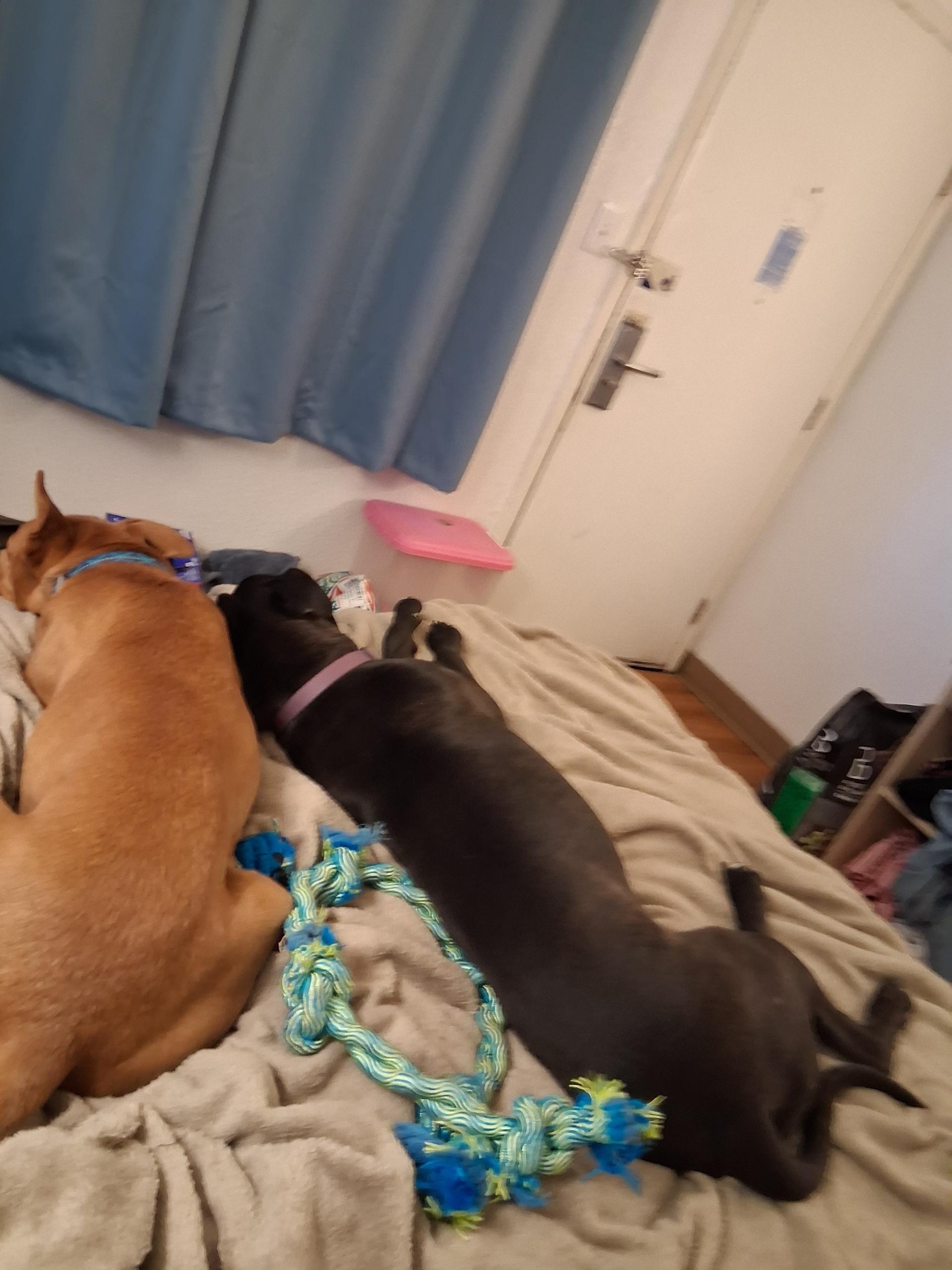 Enlarge Leia, a ADOPTABLE mixed breed in Pocatello, ID image 3/4