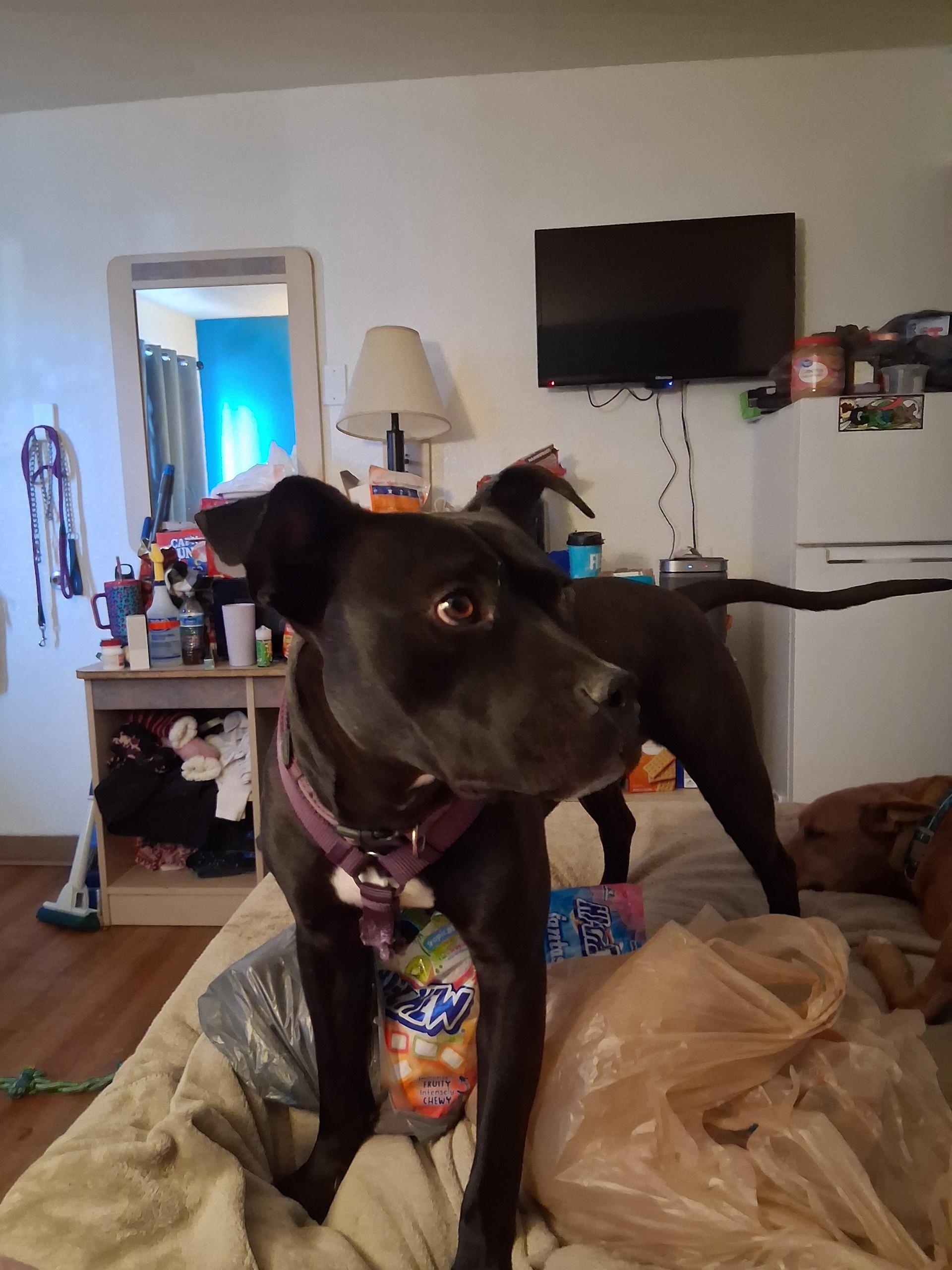 Leia, ADOPTABLE, Adult Female Bull Terrier.