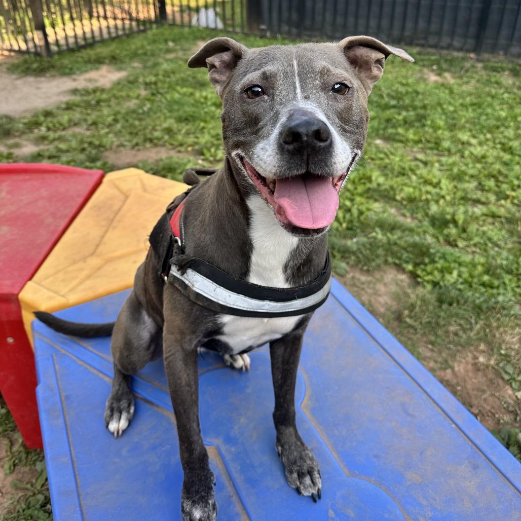 Enlarge Indigo, a Adoptable mixed breed in Sherwood, OR image 1/6