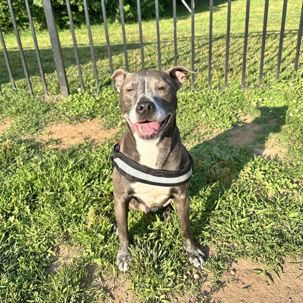 Enlarge Indigo, a Adoptable mixed breed in Sherwood, OR image 2/6