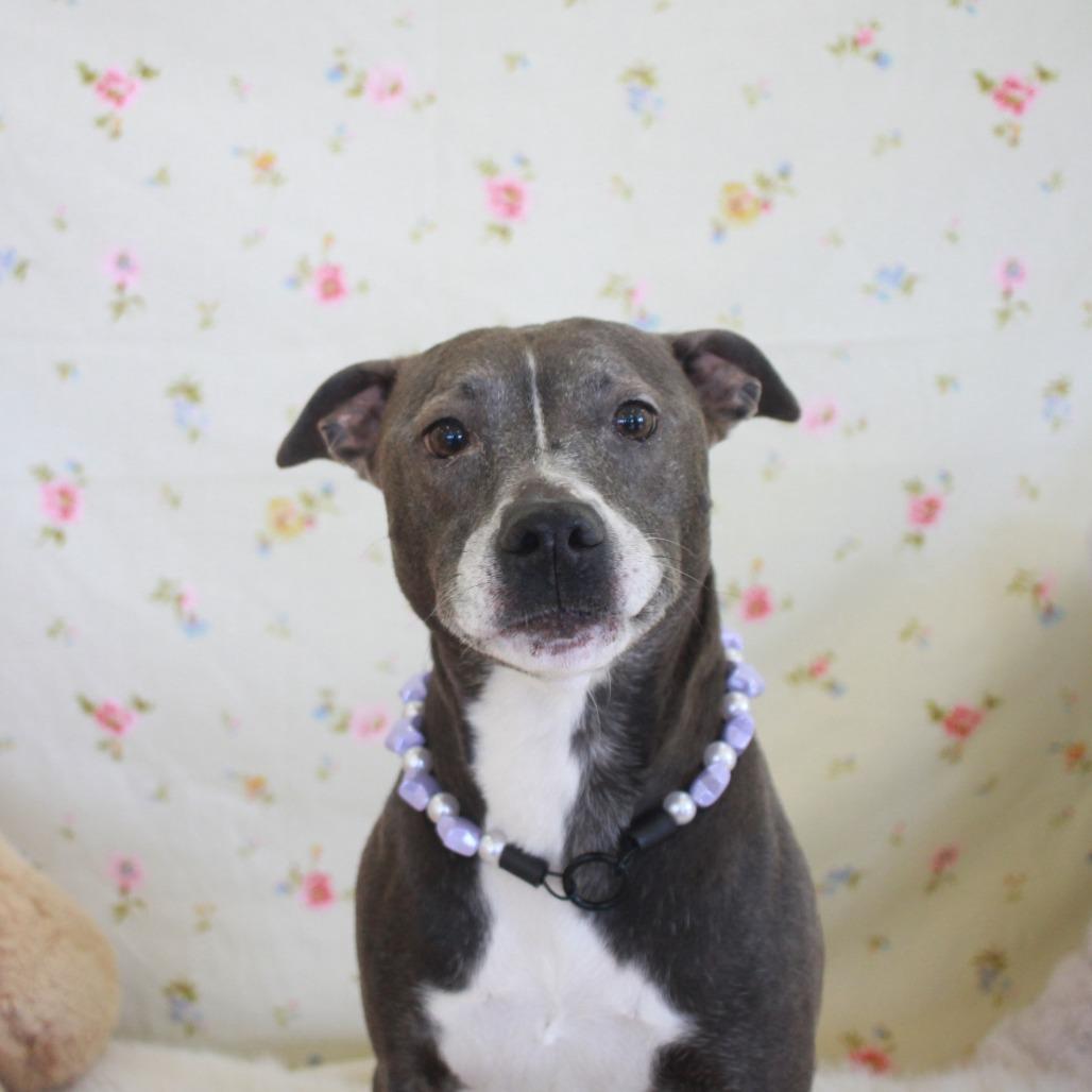 Enlarge Indigo, a Adoptable mixed breed in Sherwood, OR image 3/6