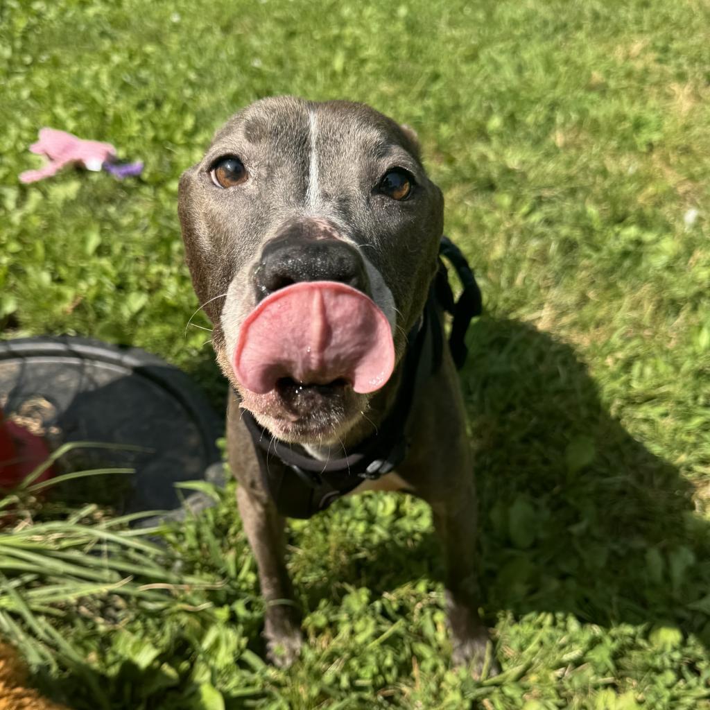 Enlarge Indigo, a Adoptable mixed breed in Sherwood, OR image 5/6