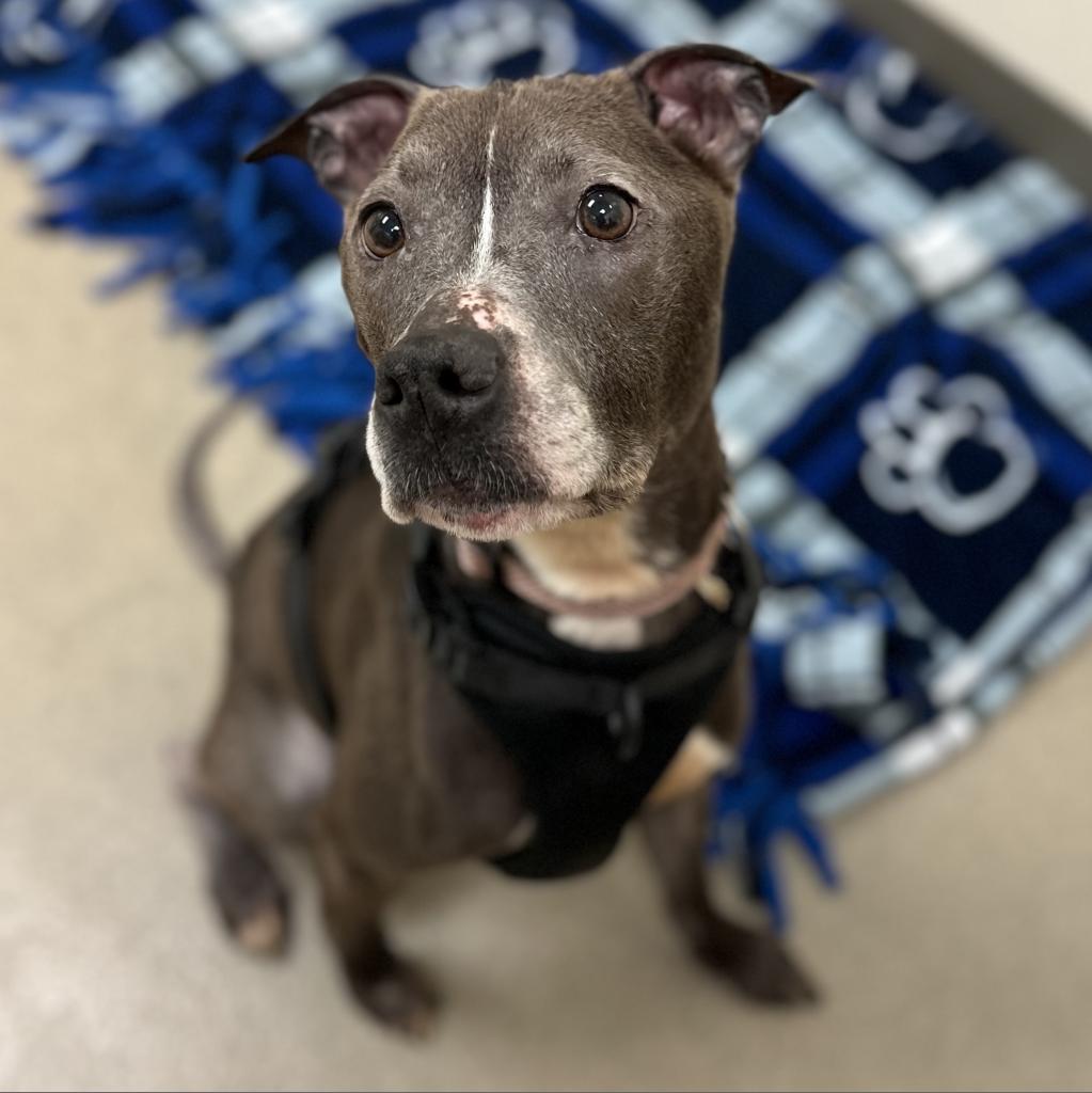 Enlarge Indigo, a Adoptable mixed breed in Sherwood, OR image 6/6