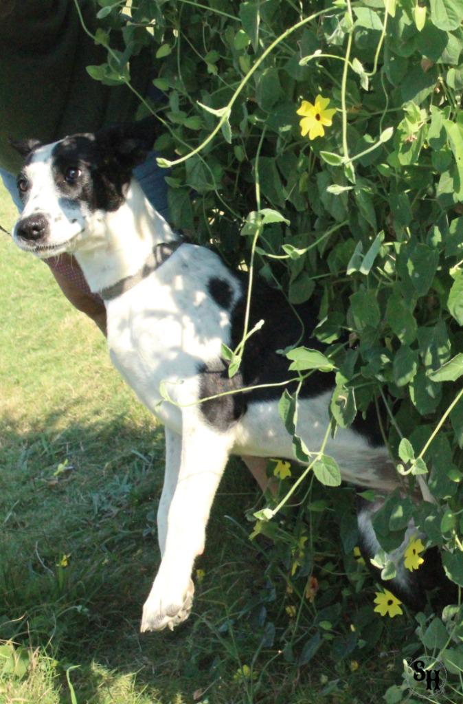 Cowgirl, Adoptable, Young Female Border Collie & Mixed Breed.