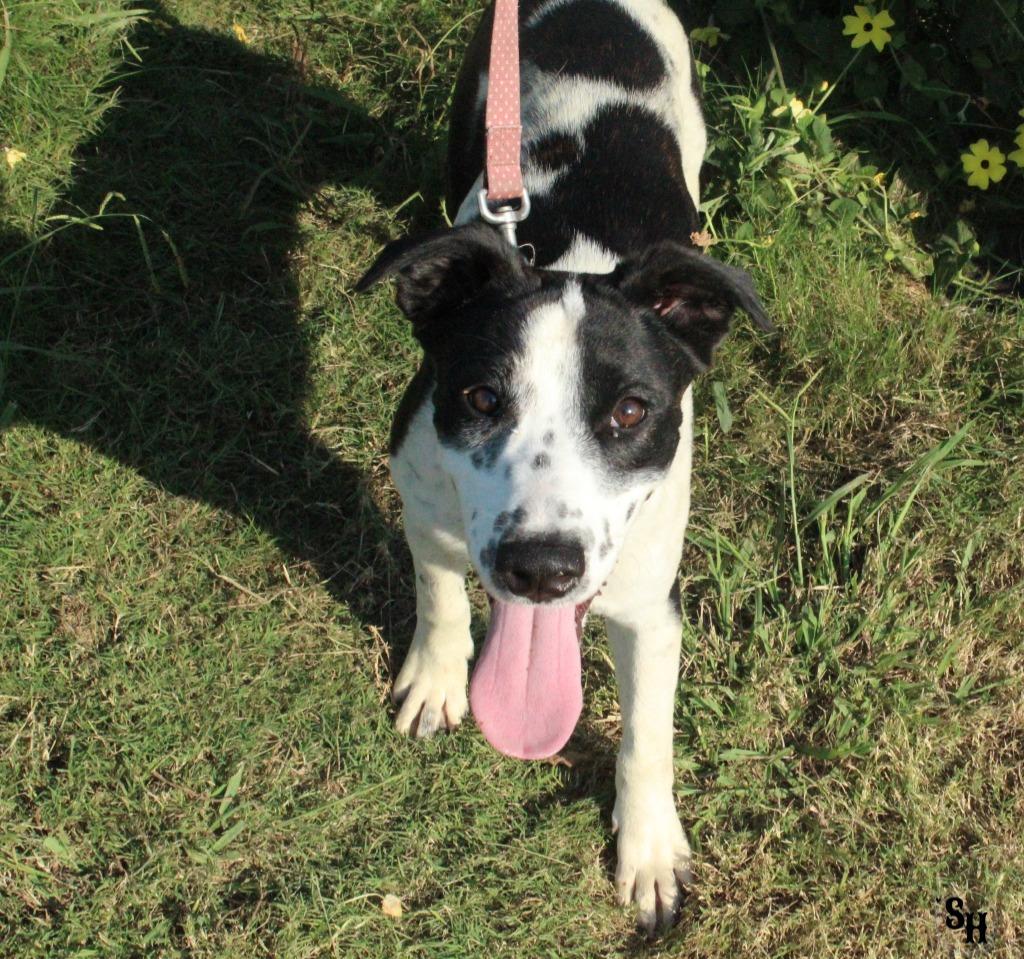 Enlarge Cowgirl, a Adoptable mixed breed in Kemp, TX image 2/6