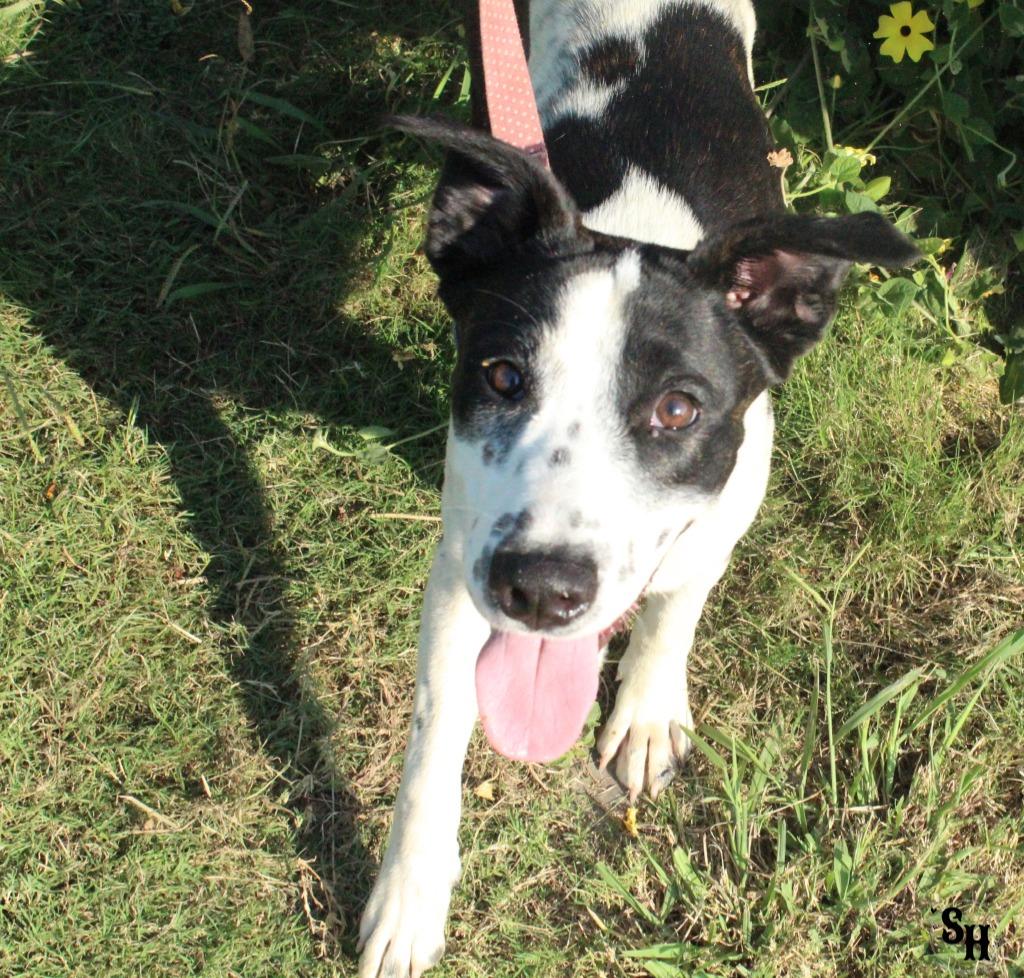 Enlarge Cowgirl, a Adoptable mixed breed in Kemp, TX image 3/6