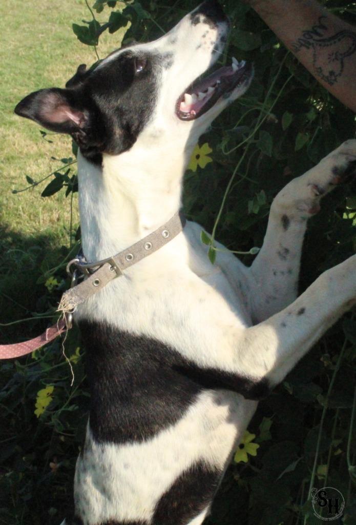 Enlarge Cowgirl, a Adoptable mixed breed in Kemp, TX image 4/6