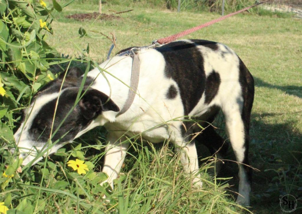Enlarge Cowgirl, a Adoptable mixed breed in Kemp, TX image 6/6