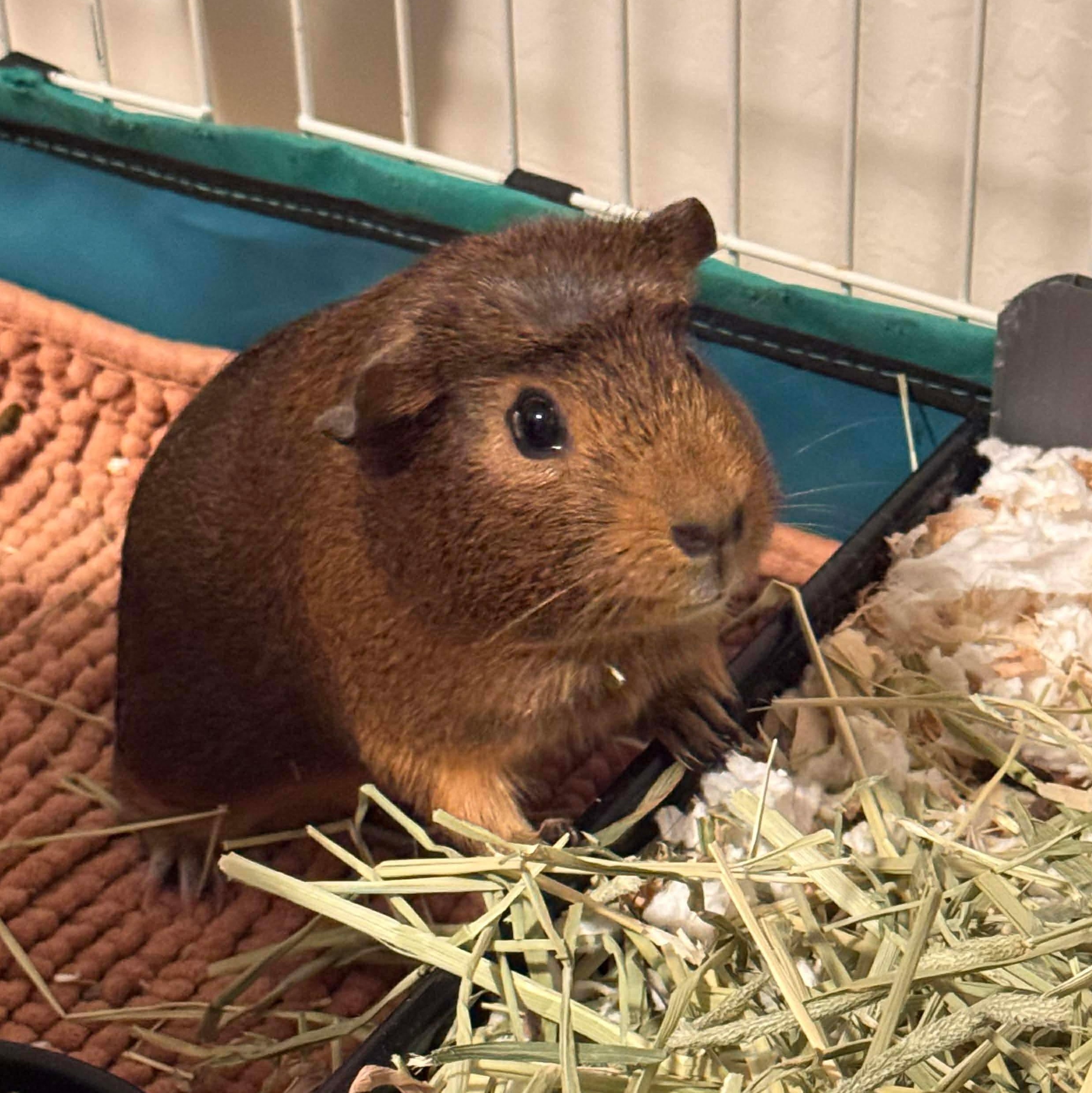 Enlarge Ozzi and Storm, a Adoptable Guinea Pig in Phoenix, AZ image 3/6