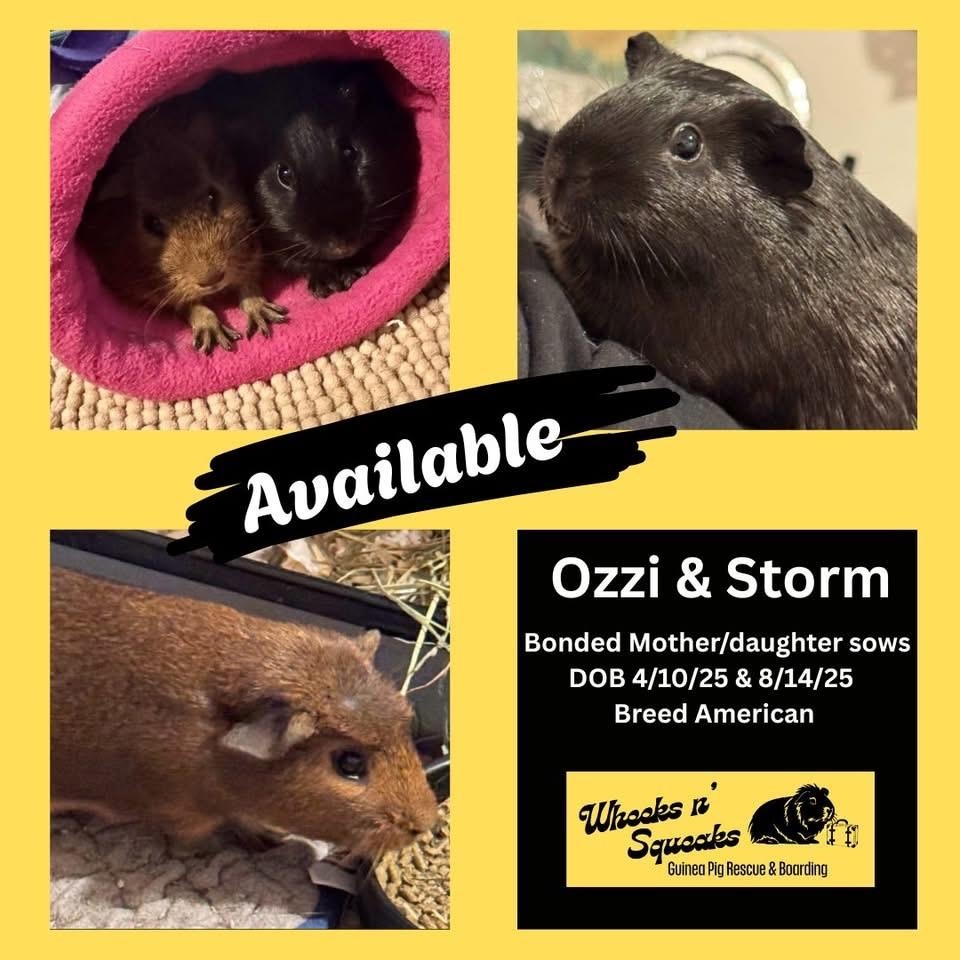 Enlarge Ozzi and Storm, a Adoptable Guinea Pig in Phoenix, AZ image 1/6