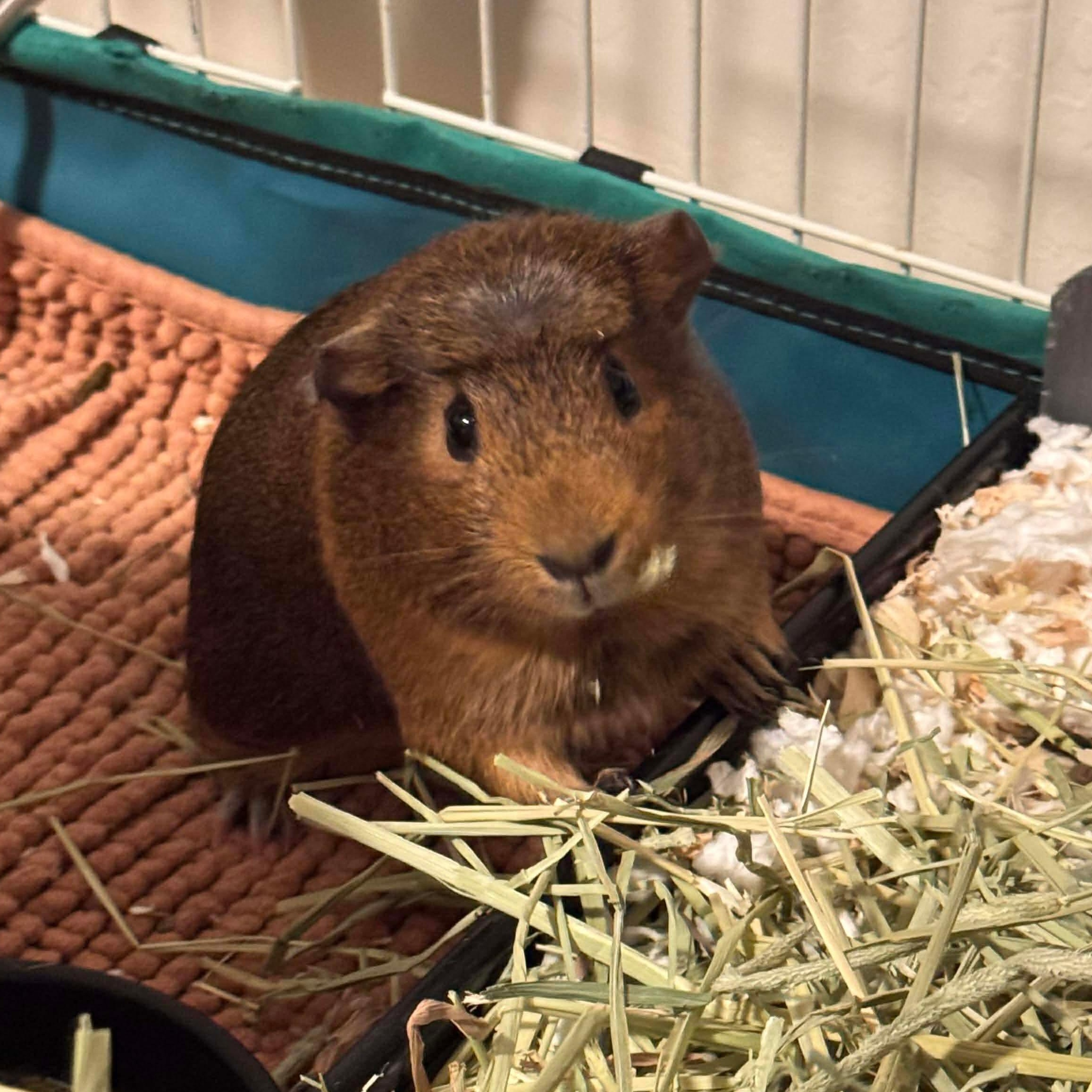 Enlarge Ozzi and Storm, a Adoptable Guinea Pig in Phoenix, AZ image 4/6