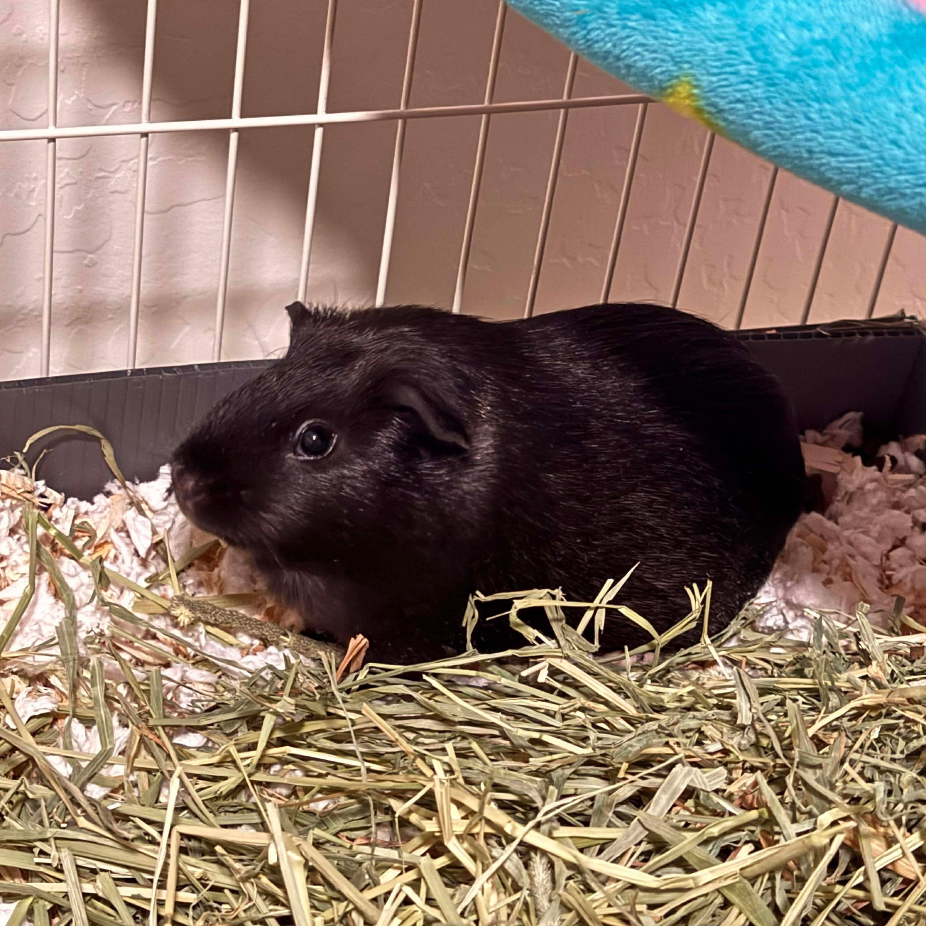 Enlarge Ozzi and Storm, a Adoptable Guinea Pig in Phoenix, AZ image 5/6