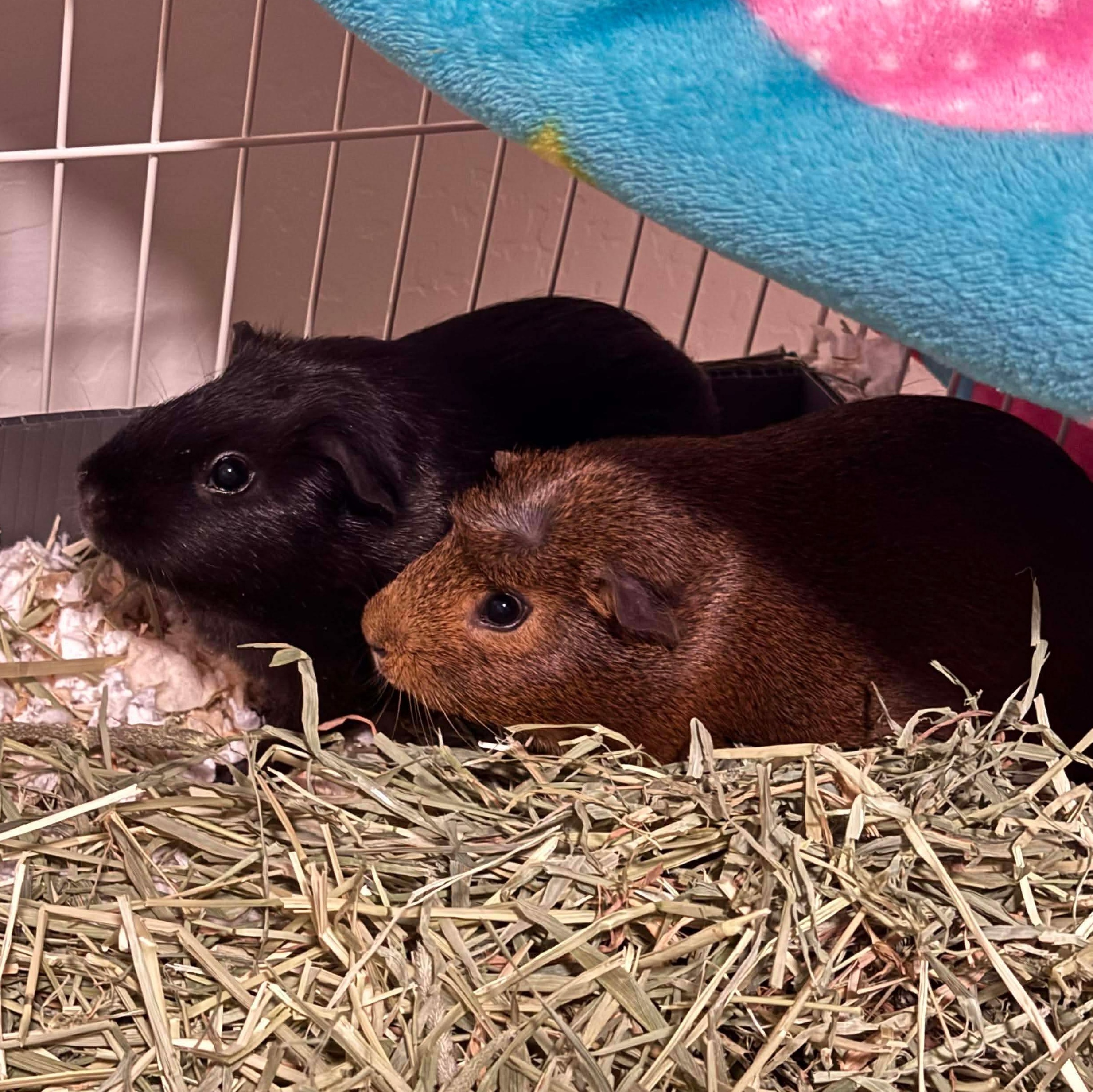 Enlarge Ozzi and Storm, a Adoptable Guinea Pig in Phoenix, AZ image 2/6