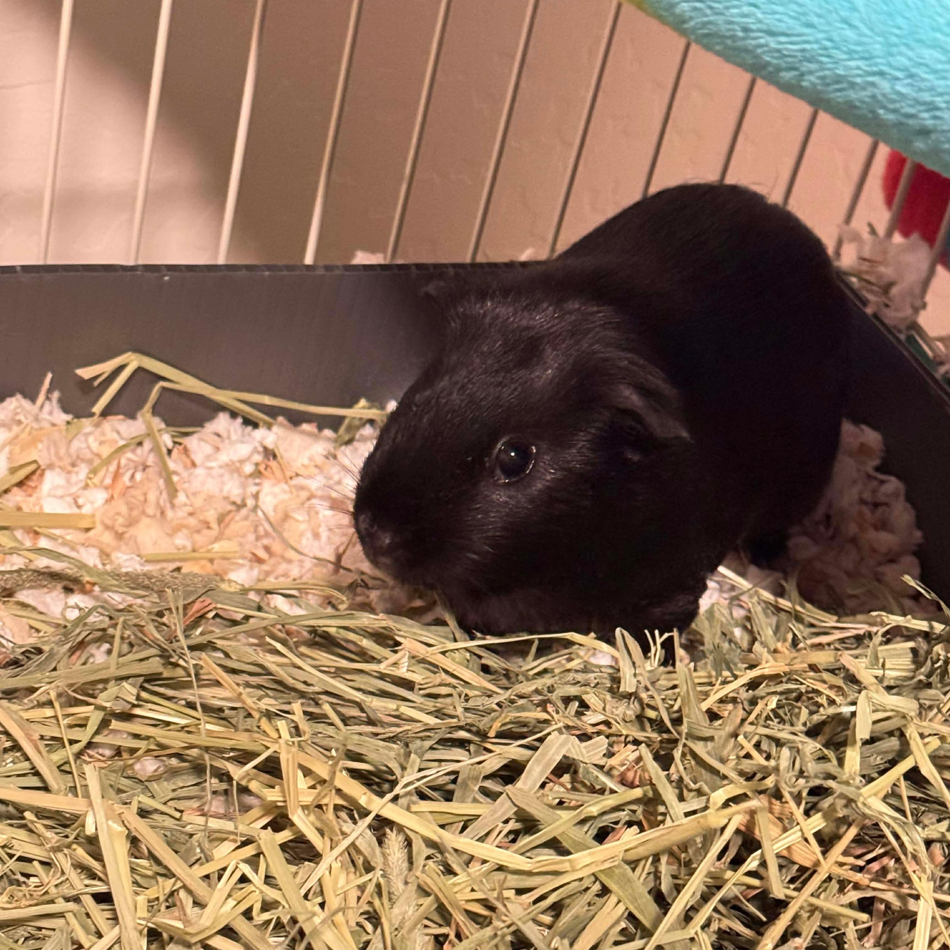 Enlarge Ozzi and Storm, a Adoptable Guinea Pig in Phoenix, AZ image 6/6