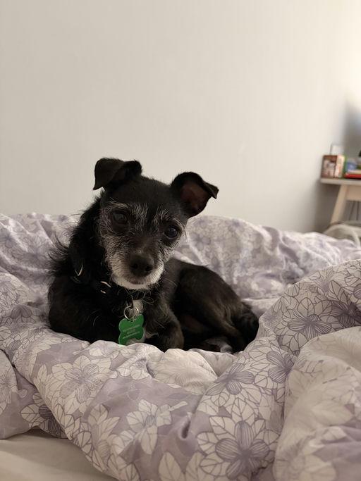 Enlarge London, an adoptable Terrier in Los Angeles, CA image 4/5