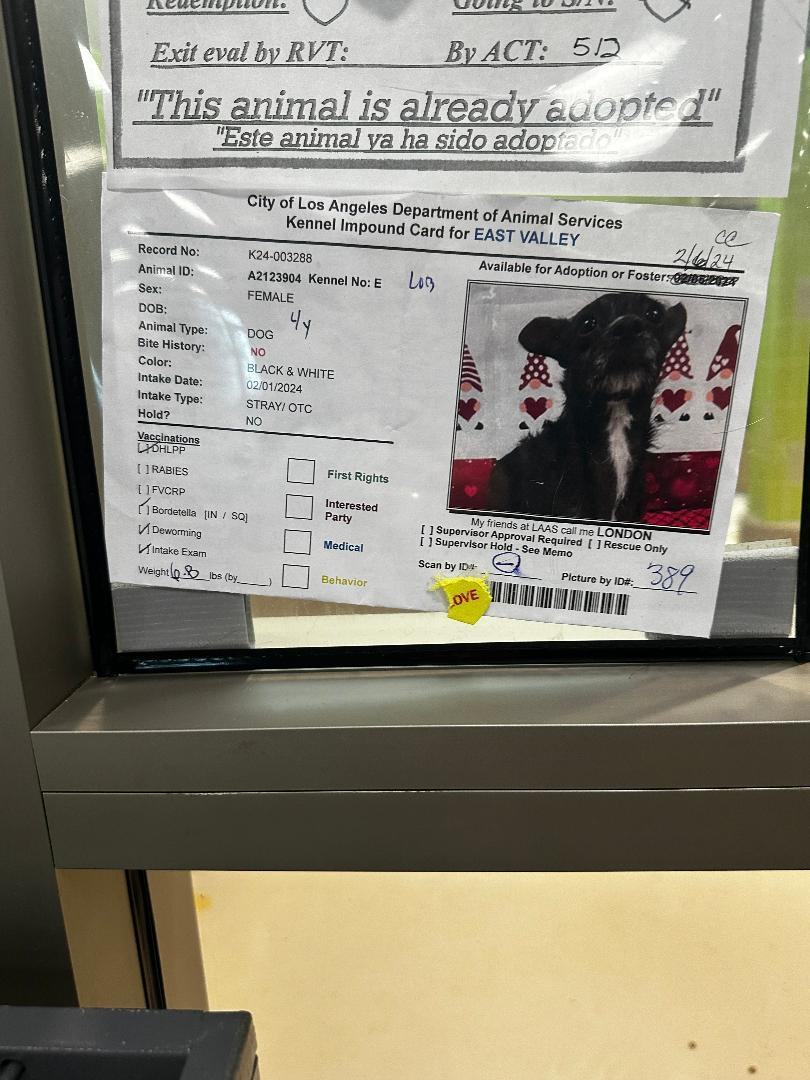 Enlarge London, an adoptable Terrier in Los Angeles, CA image 2/5