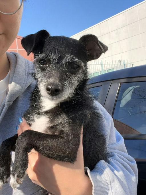 Enlarge London, an adoptable Terrier in Los Angeles, CA image 5/5