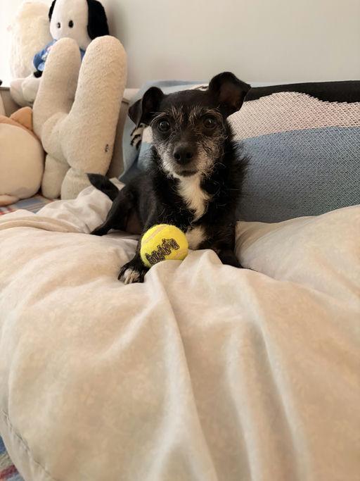 Enlarge London, an adoptable Terrier in Los Angeles, CA image 3/5