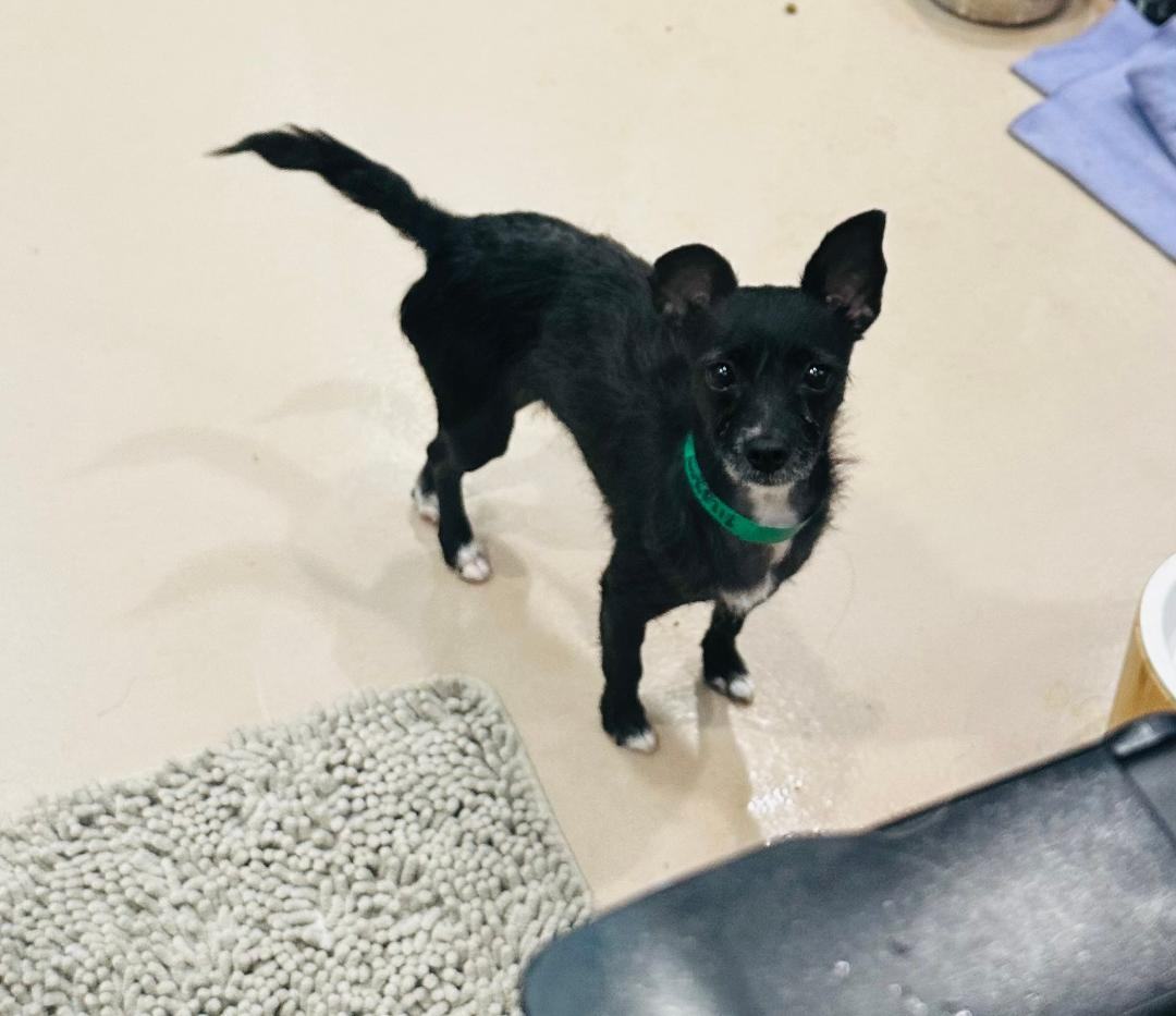 London, adoptable, Adult Female Terrier.