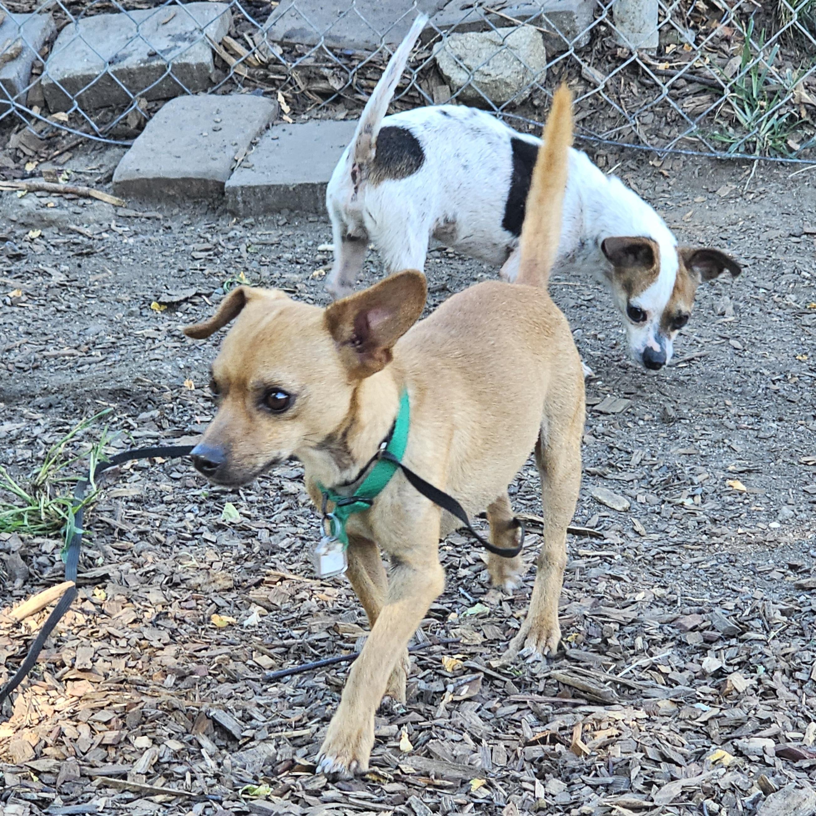 Diego