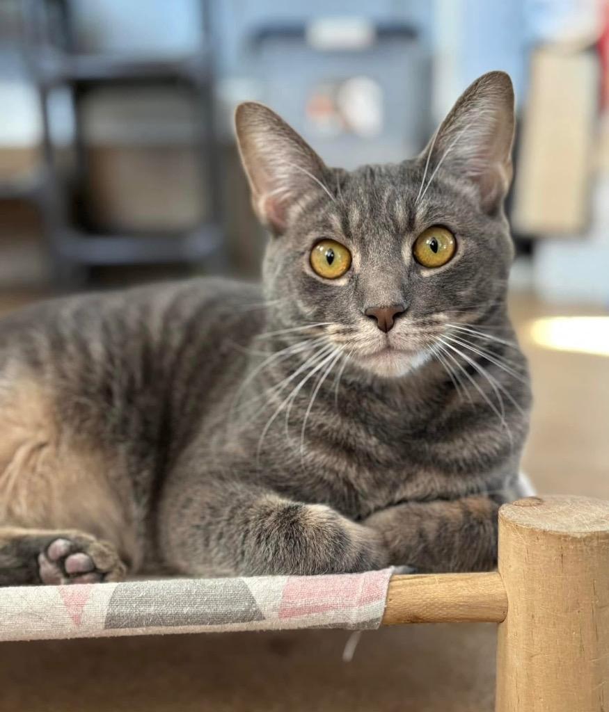 Dallas, Adoptable, Young Male Domestic Short Hair.