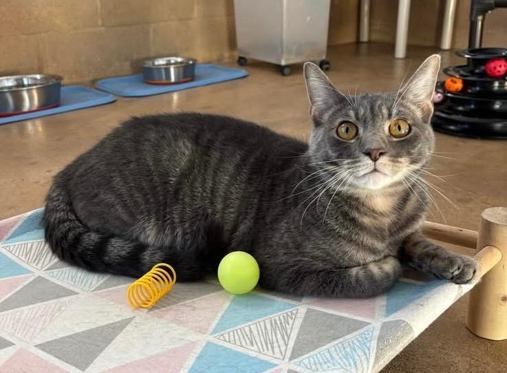 Dallas, Adoptable, Young Male Domestic Short Hair.