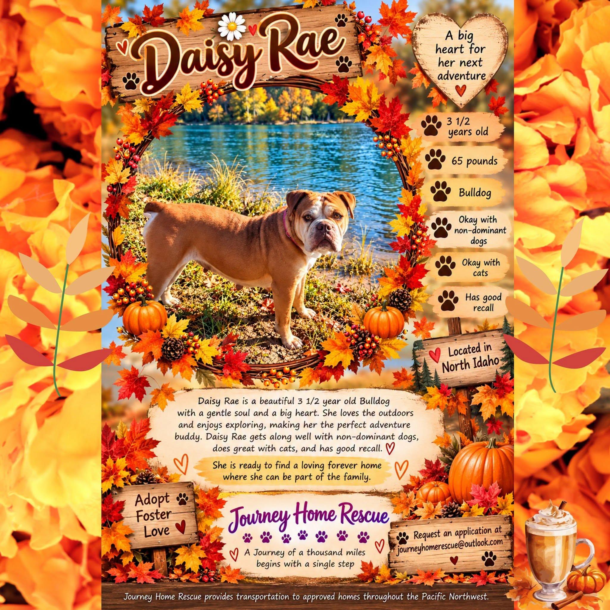 Daisy Rae, Adopted, Adult Female English Bulldog.
