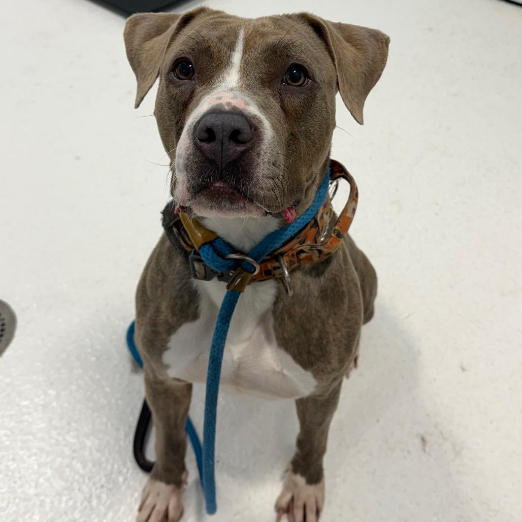 Enlarge Xena, a Adoptable Pit Bull Terrier in Middletown, NY image 1/1