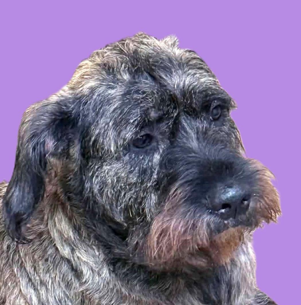 Enlarge Penelope, a Adoptable mixed breed in Savannah, GA image 1/3
