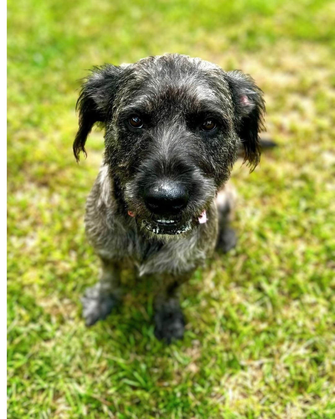 Enlarge Penelope, a Adoptable mixed breed in Savannah, GA image 2/3