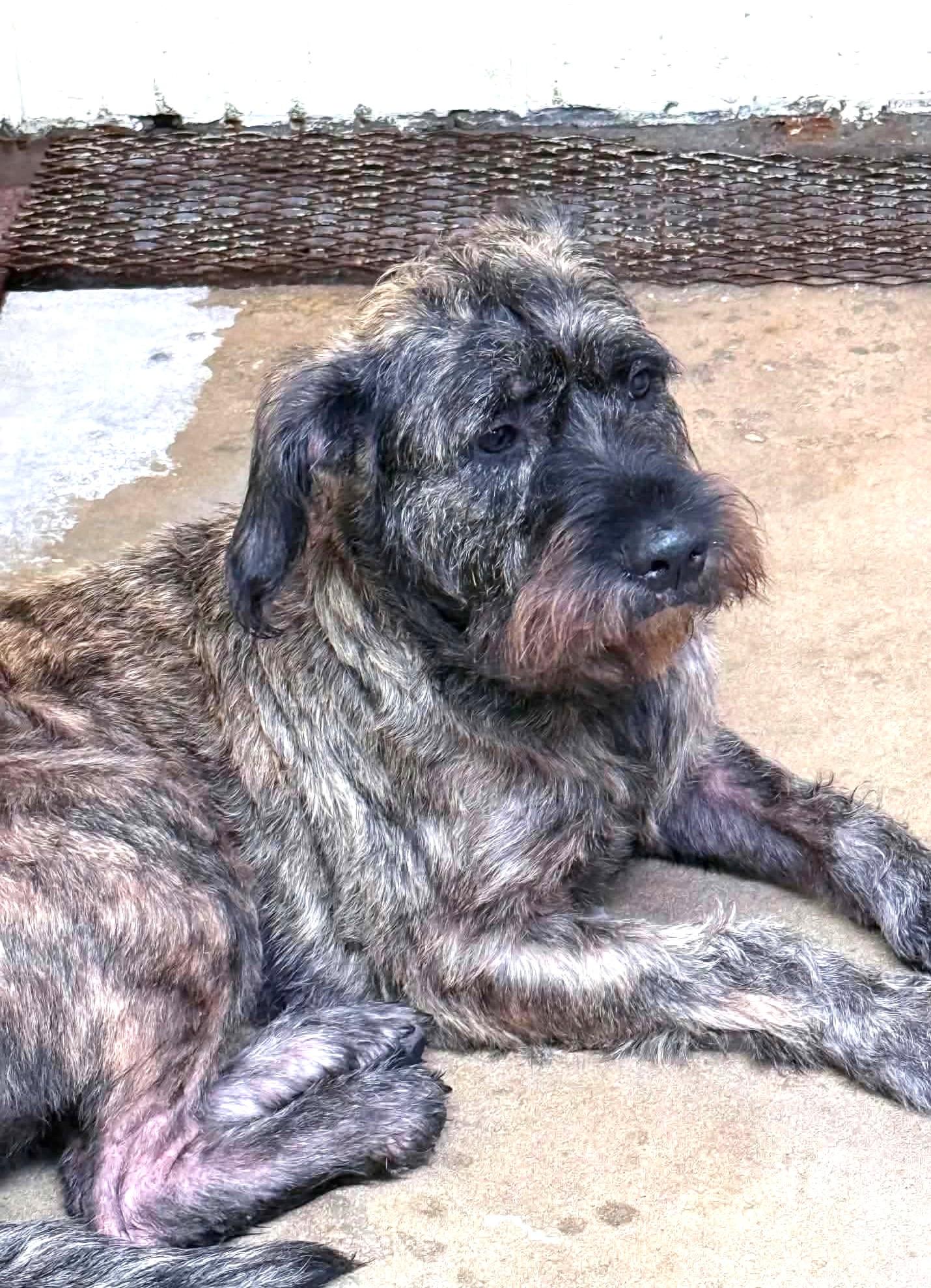 Enlarge Penelope, a Adoptable mixed breed in Savannah, GA image 3/3