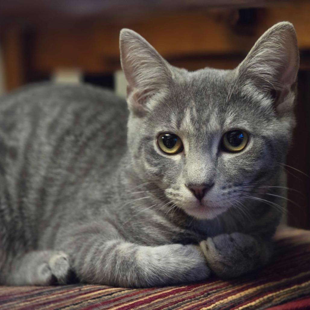 Enlarge Quinn, a Adoptable Domestic Short Hair in Winston Salem, NC image 1/2