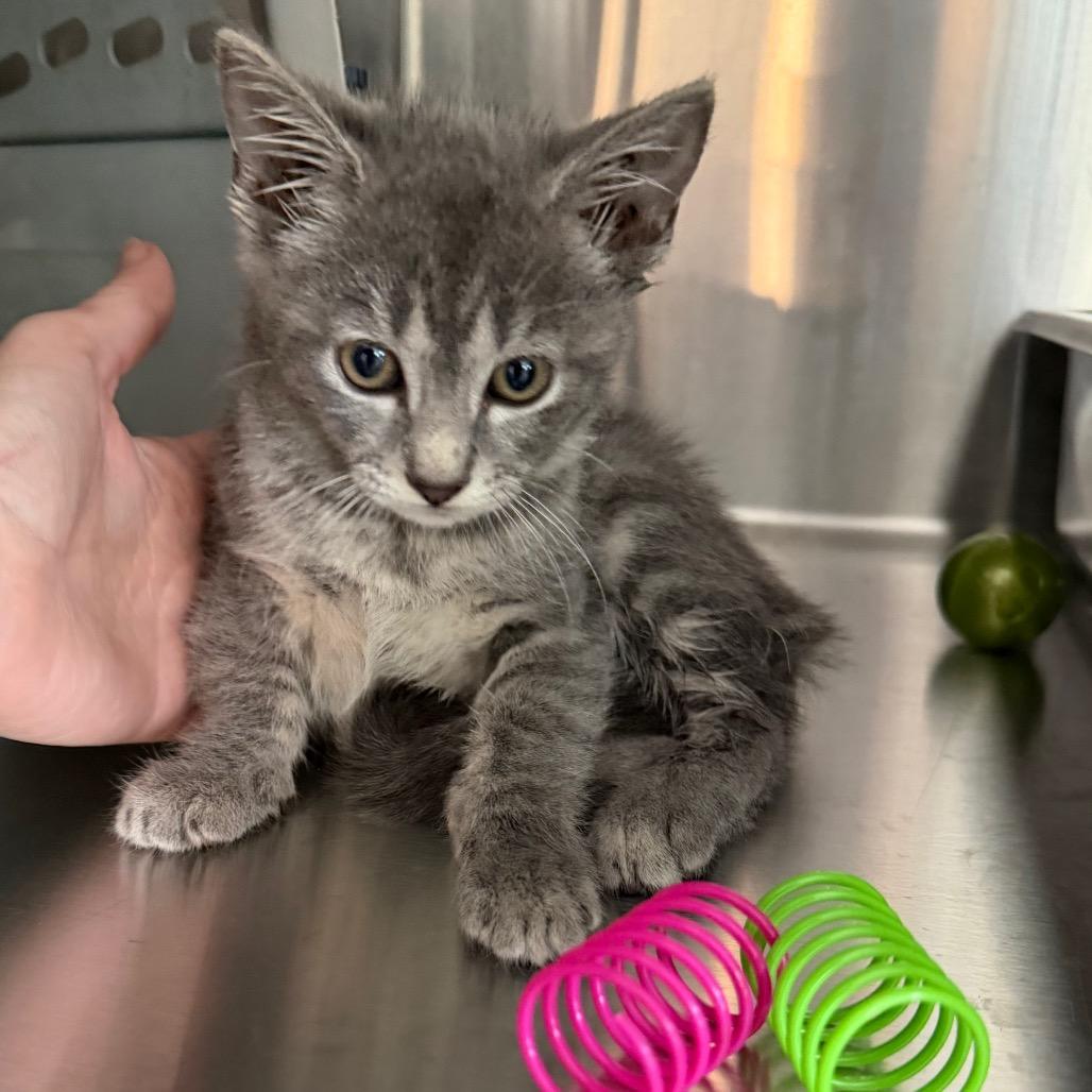 Enlarge Quinn, a Adoptable Domestic Short Hair in Winston Salem, NC image 2/2