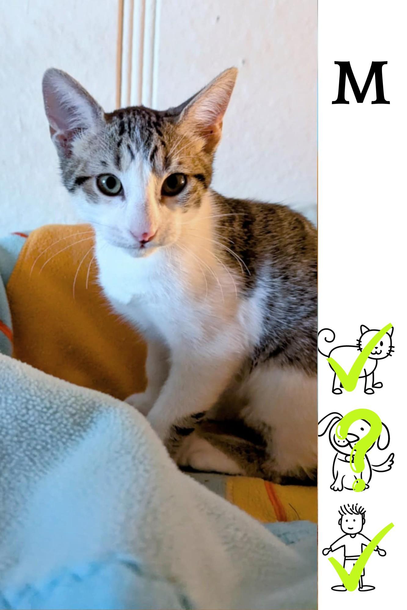 Enlarge Ninja, a Adoptable Domestic Short Hair in Saint-Chrysostome, QC image 2/2