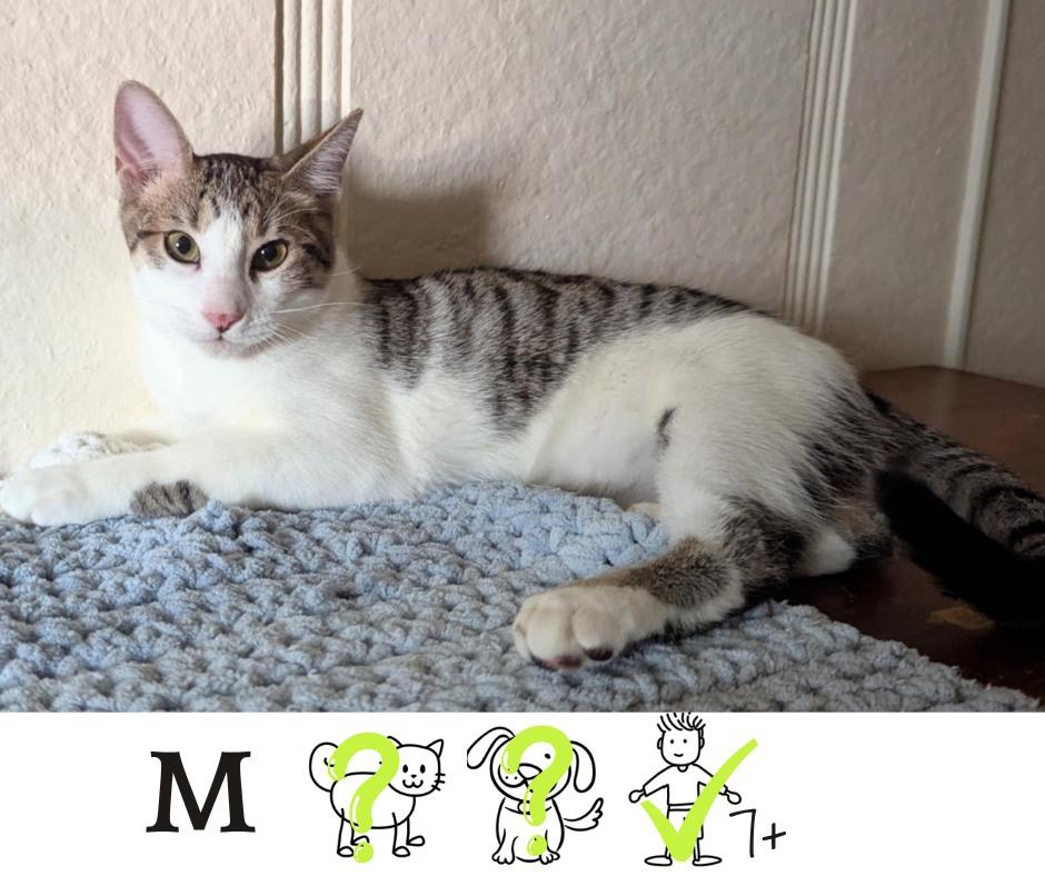 Ninja, Adoptable, Adult Male Domestic Short Hair.