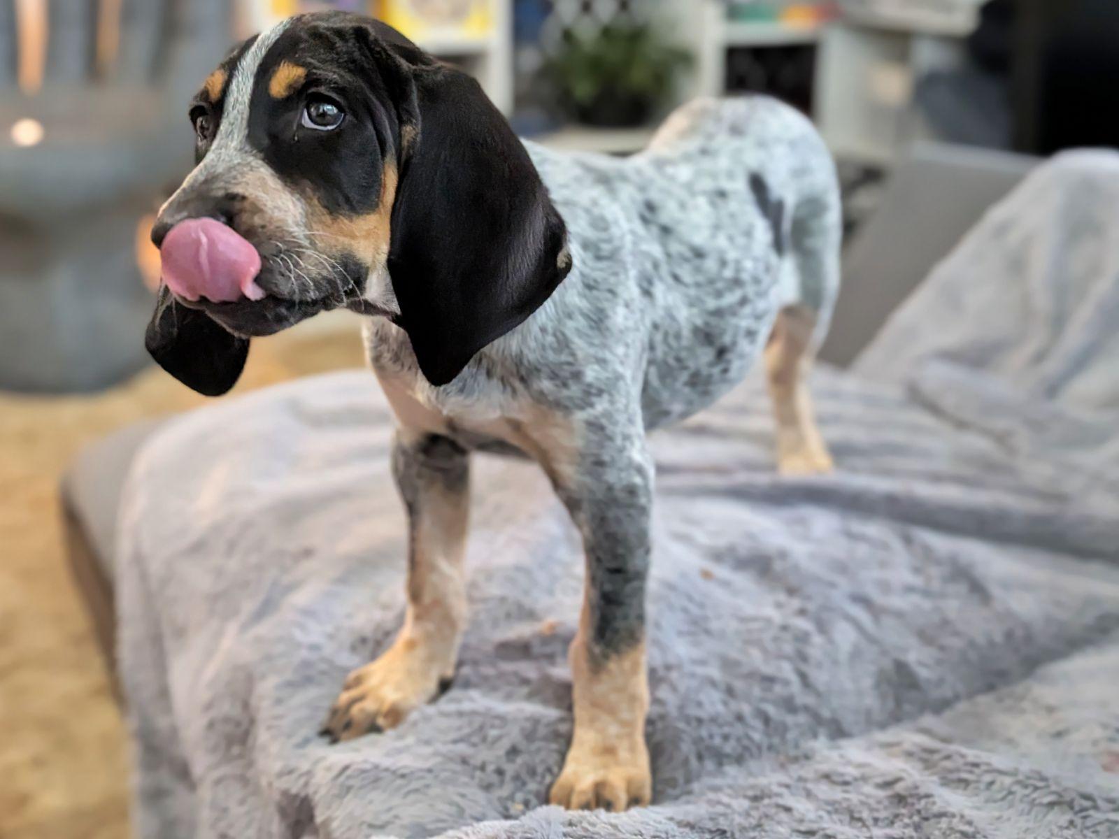 Gretchen Weiners, Adopted, Young Female Bluetick Coonhound.
