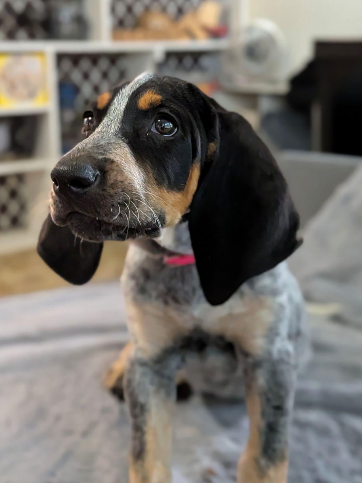 Enlarge Gretchen Weiners, a Adopted Bluetick Coonhound in TULSA, OK image 2/6