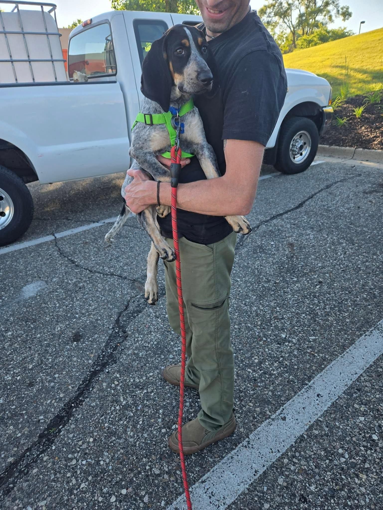 Enlarge Gretchen Weiners, a Adopted Bluetick Coonhound in TULSA, OK image 3/6