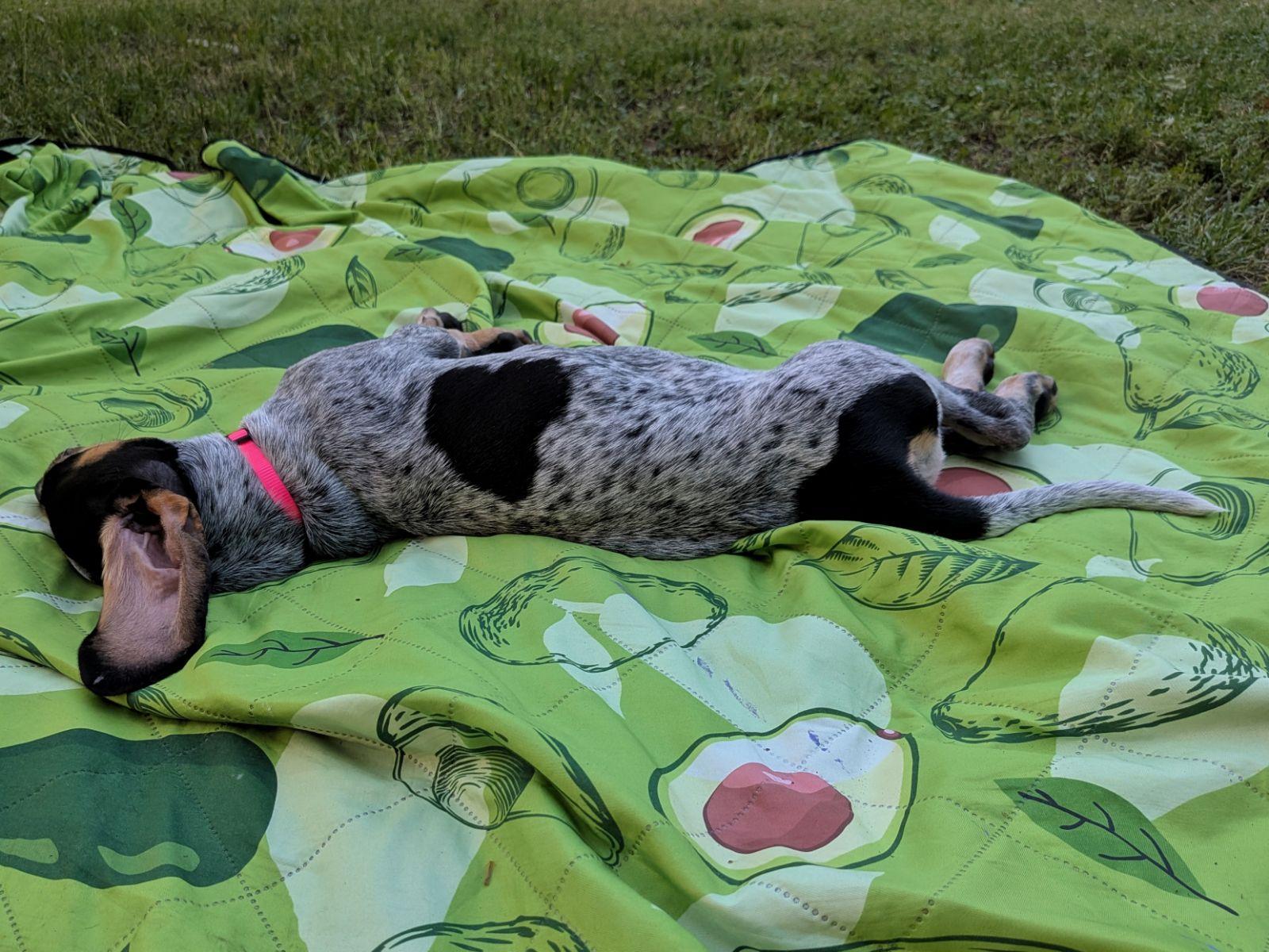 Enlarge Gretchen Weiners, a Adopted Bluetick Coonhound in TULSA, OK image 4/6