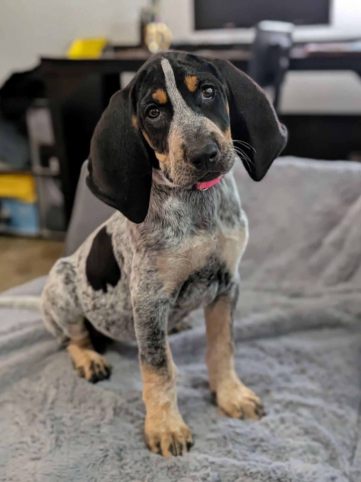 Enlarge Gretchen Weiners, a Adopted Bluetick Coonhound in TULSA, OK image 5/6